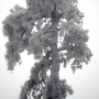 pine-tree-iced
